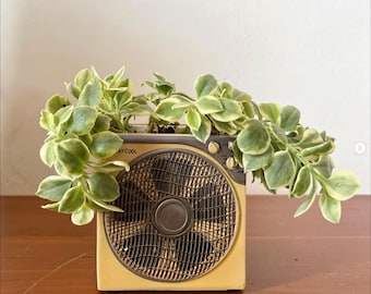 May include: A yellow and brown vintage-style fan planter with a green succulent plant growing out of it. The planter has the words "Stay Cool" printed on it.