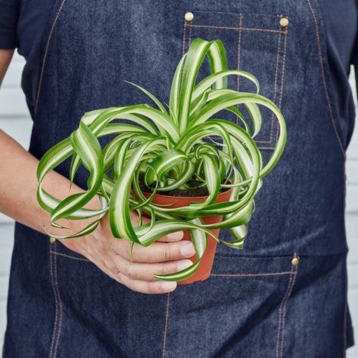 Spider Plant Bonnie Live Indoor Plants 4 & 6 Etsy