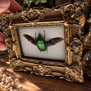 May include: A preserved metallic green beetle with extended wings displayed inside a rectangular, ornate gold-coloured frame. The insect is mounted against a plain white background, and the frame features intricate embossed scrollwork details.