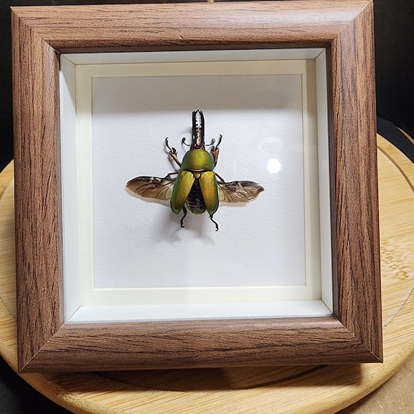 Taxidermy real Sawtooth Stag beetle frame