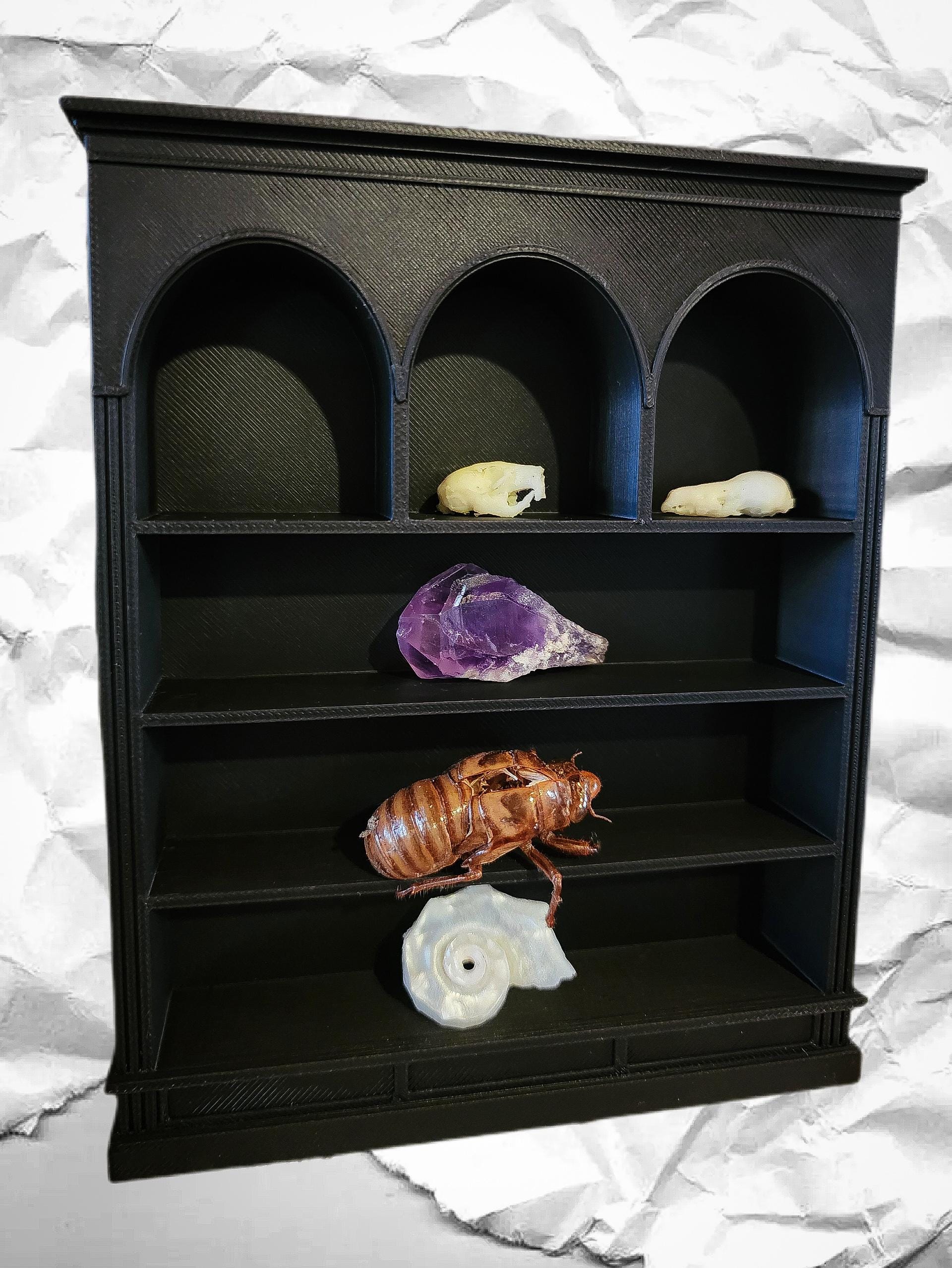 Tiny Oddity Display Shelf With Curios - Etsy Australia