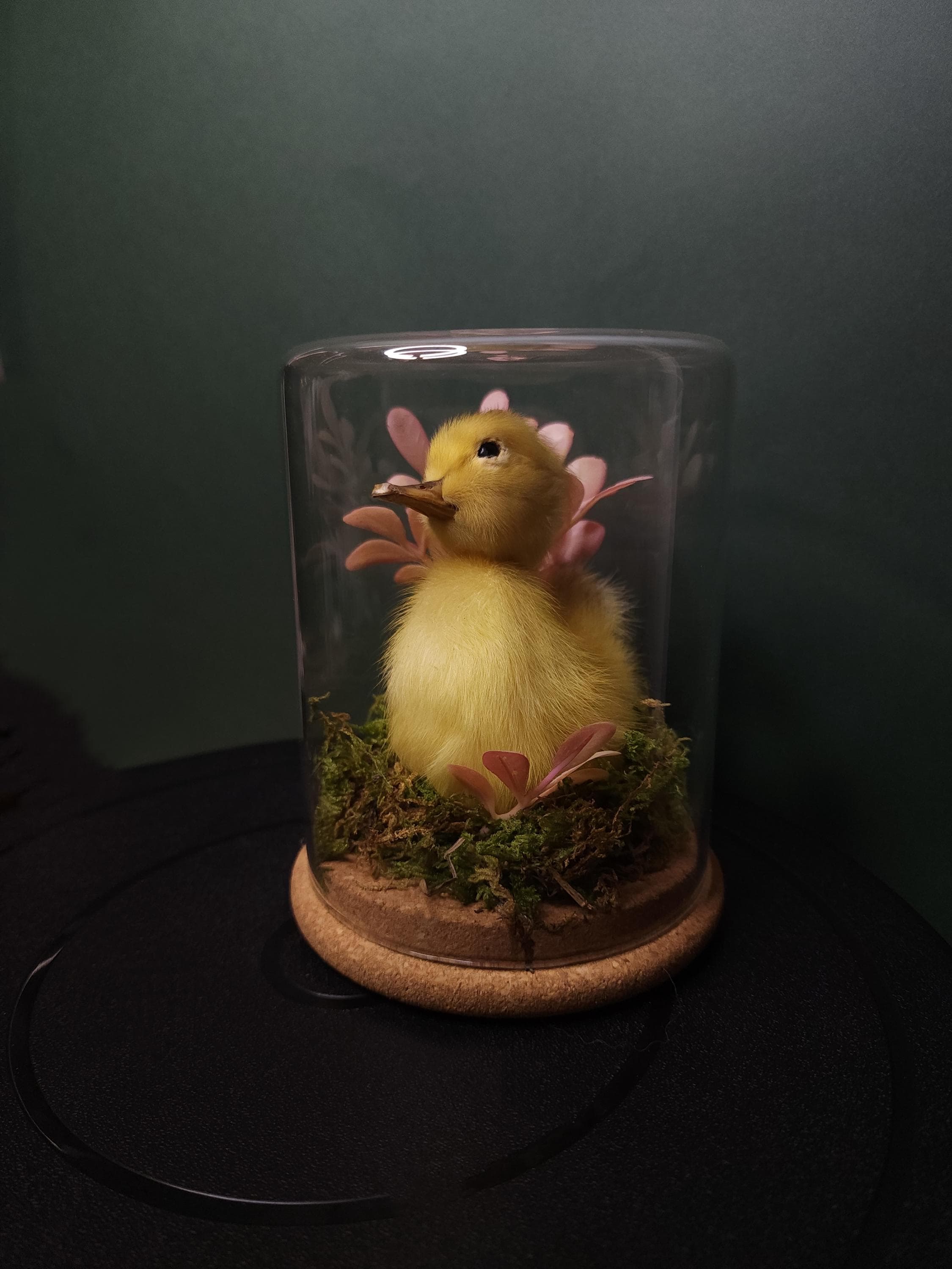 Taxidermy Duckling in Floral Cloche | Cottagecore Natural History Display | One of a Kind