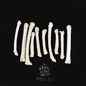 May include: A collection of small, off-white animal bones arranged on a black background. The bones vary in size and shape, with some appearing long and slender, while others are shorter and thicker. The image includes the Ashley Eve Wildlife Taxidermy logo.