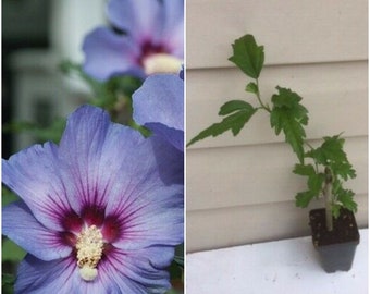 BLUE MARLIN HIBISCUS 5 TO 8 INCHES, Live Plant