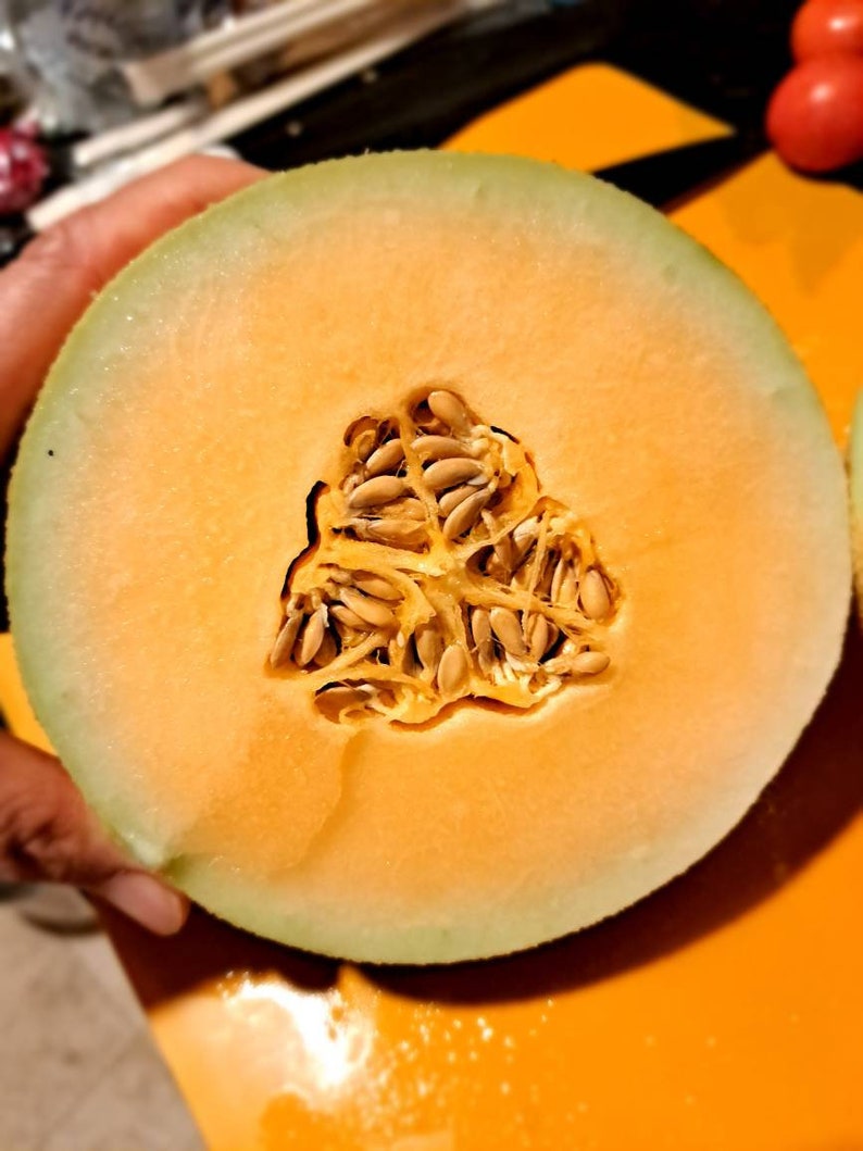 Sugar Kiss Melon Seeds Etsy