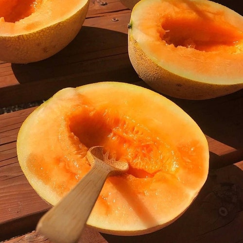5 Sugar Kiss Melon Seeds Organic Home Grow Etsy
