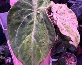 Variegated Anthurium Red Vein Dark Phoenix x Ree Pap