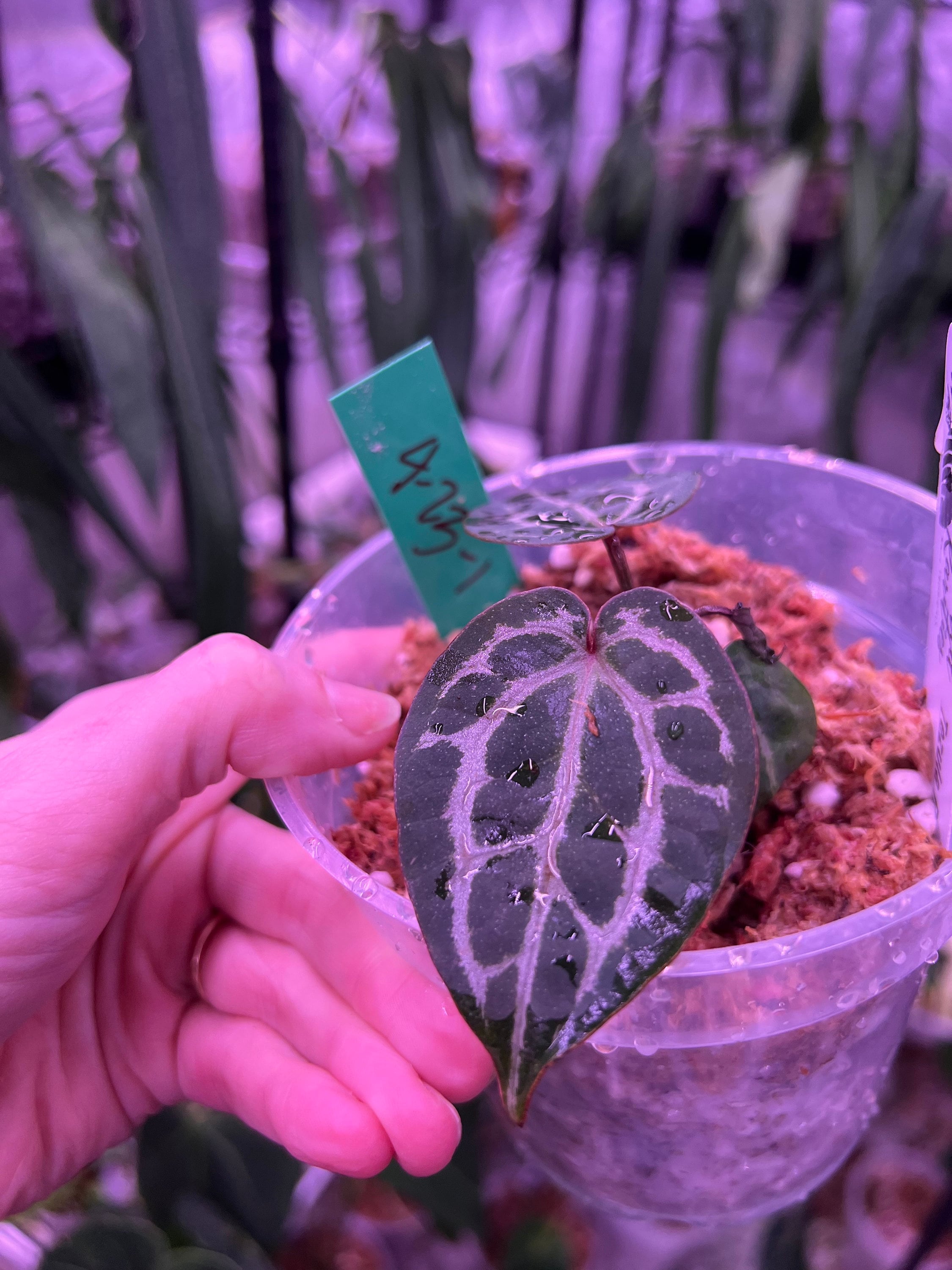 Anthurium Red Crystal X Self (tezula F3) - Etsy