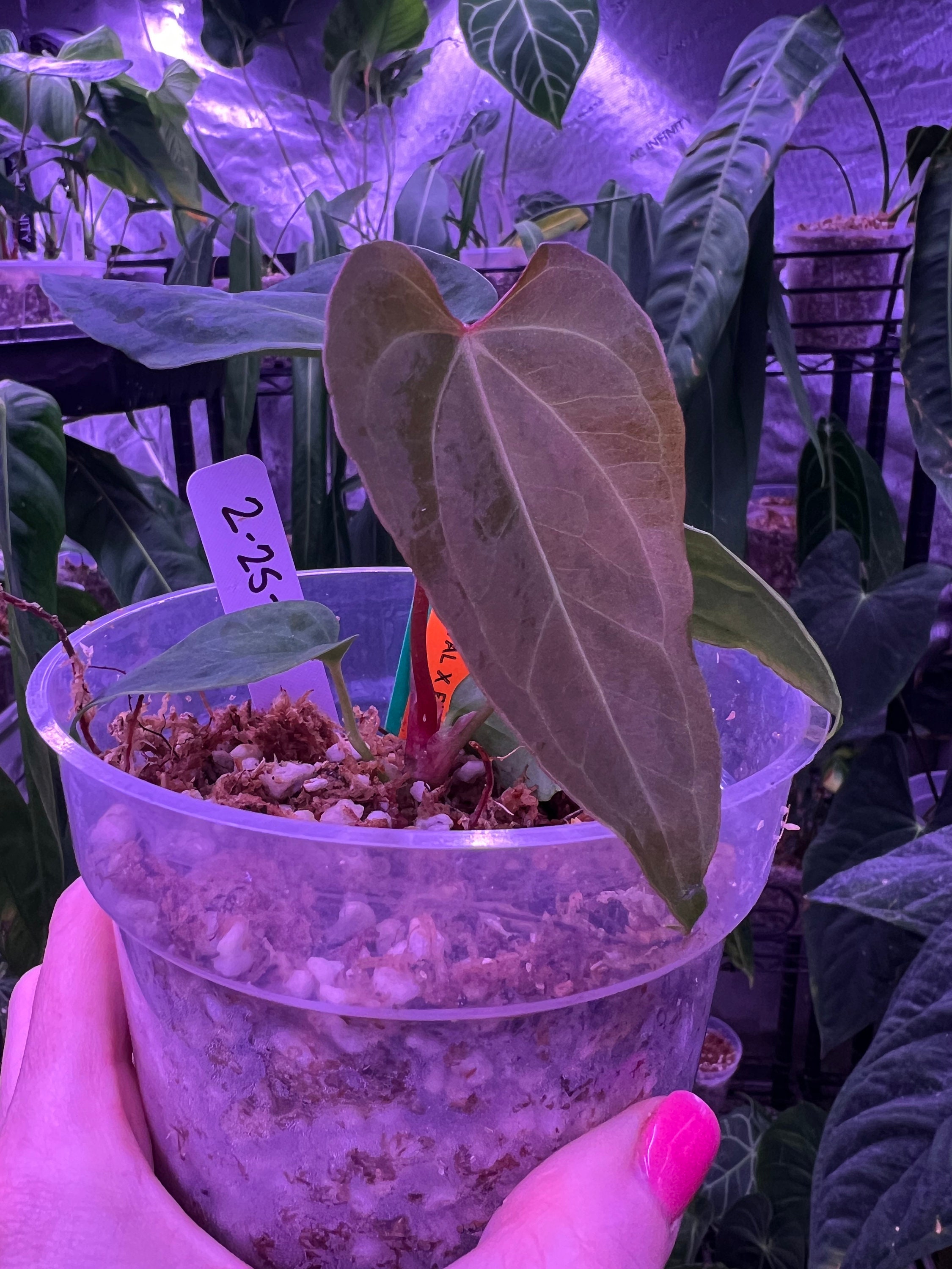 Anthuroom】(select) Anthurium 'FTG Crystal' x 'Red Crystal' x