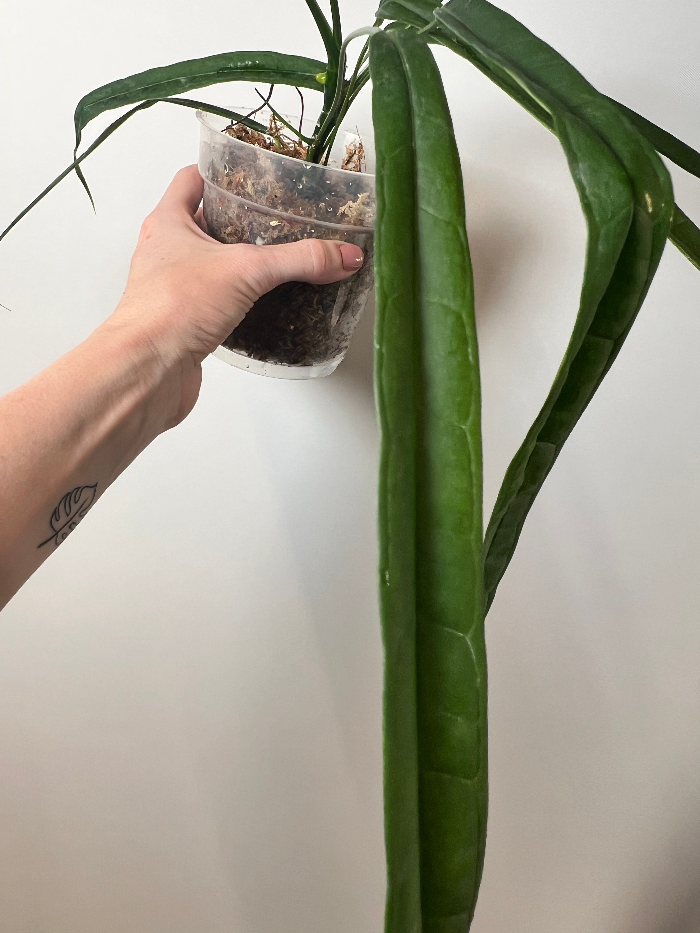 anthurium dressleri Anthurium dressleri “Obsidian” x RG