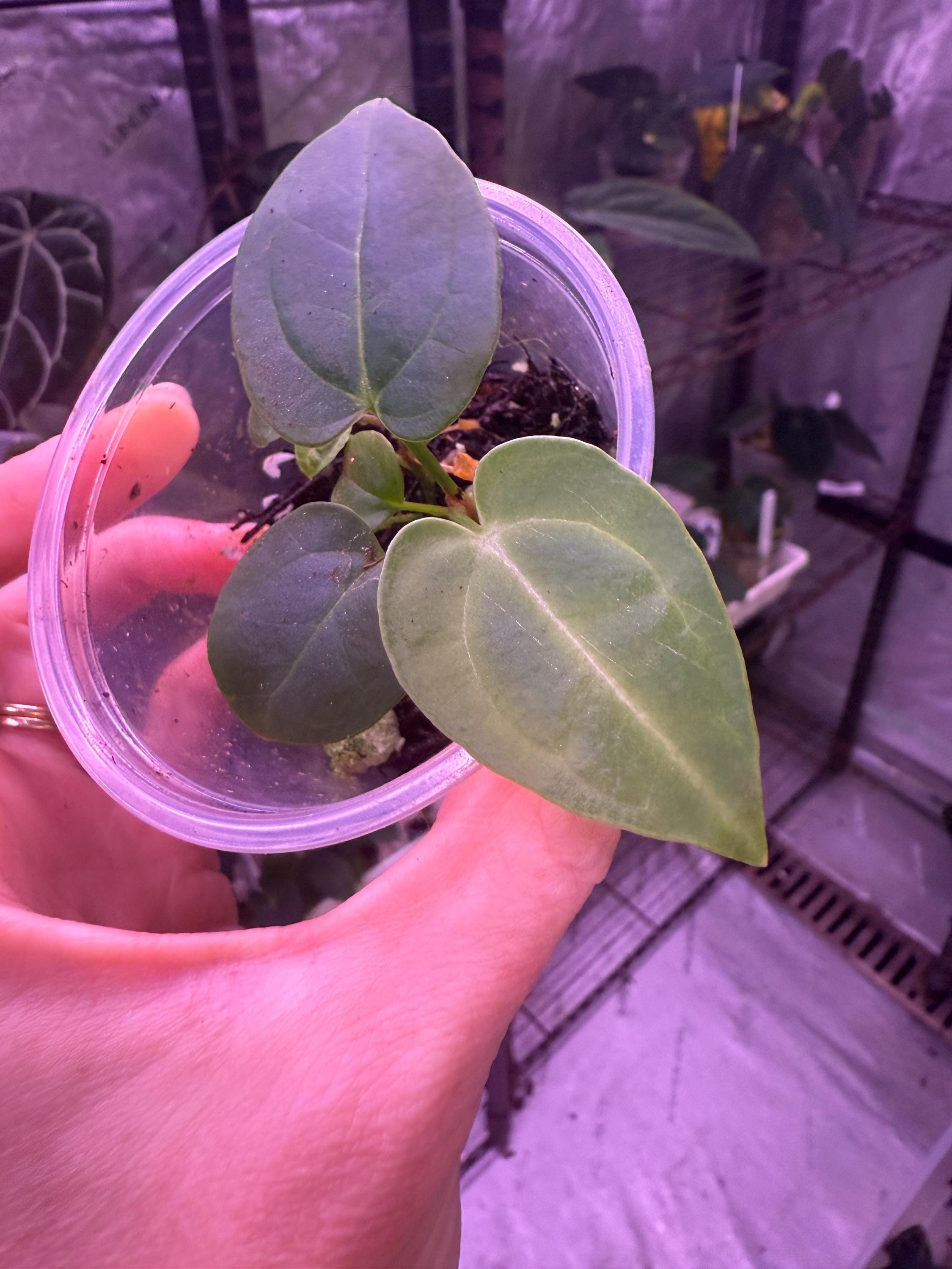 Anthurium Tims Black Clone X Carla 5x10 - Etsy