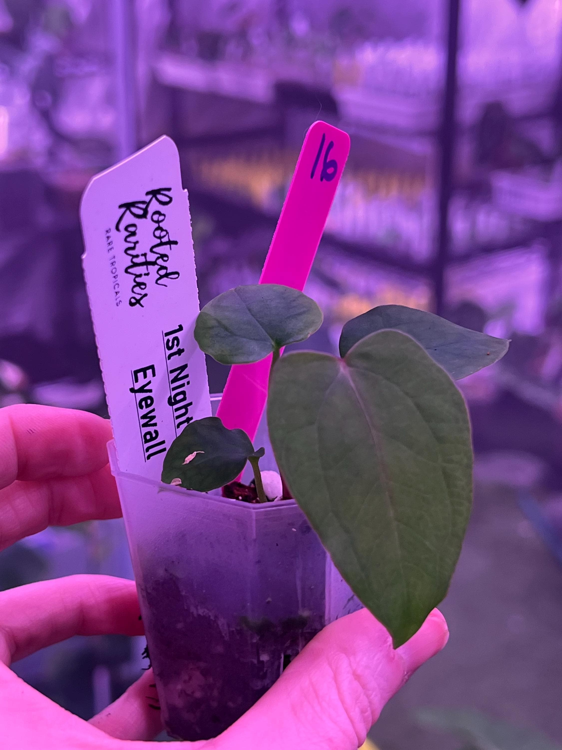 フラワーズダイアリー　いもとようこ いもとようこのABCひょう ([バラエティ]) | いもと ようこ |本 | 通販