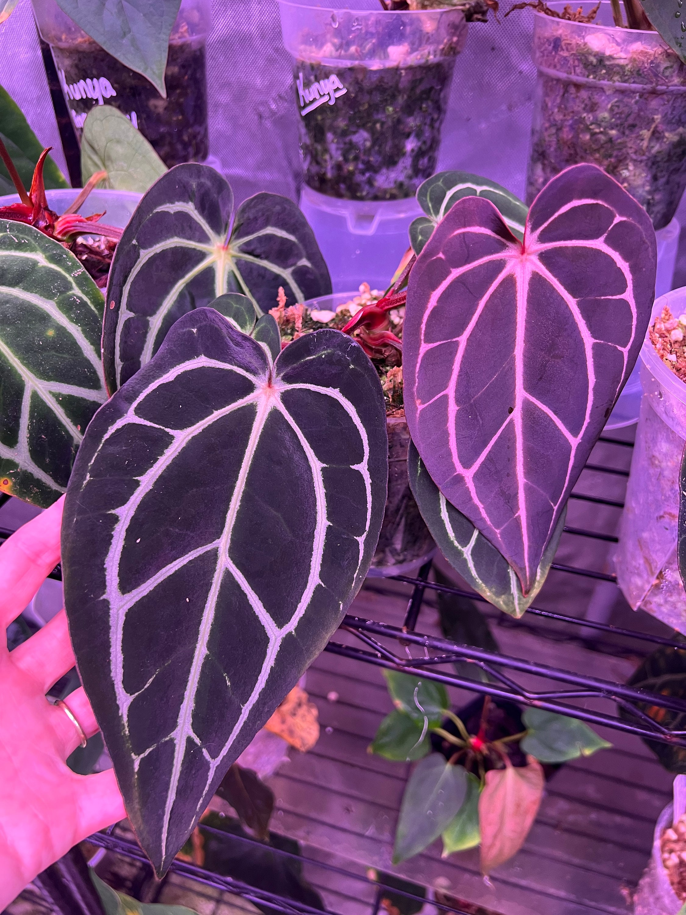 Anthurium Carla RA 5x10 - Etsy