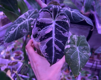 Big Pink Variegated Black Velvet