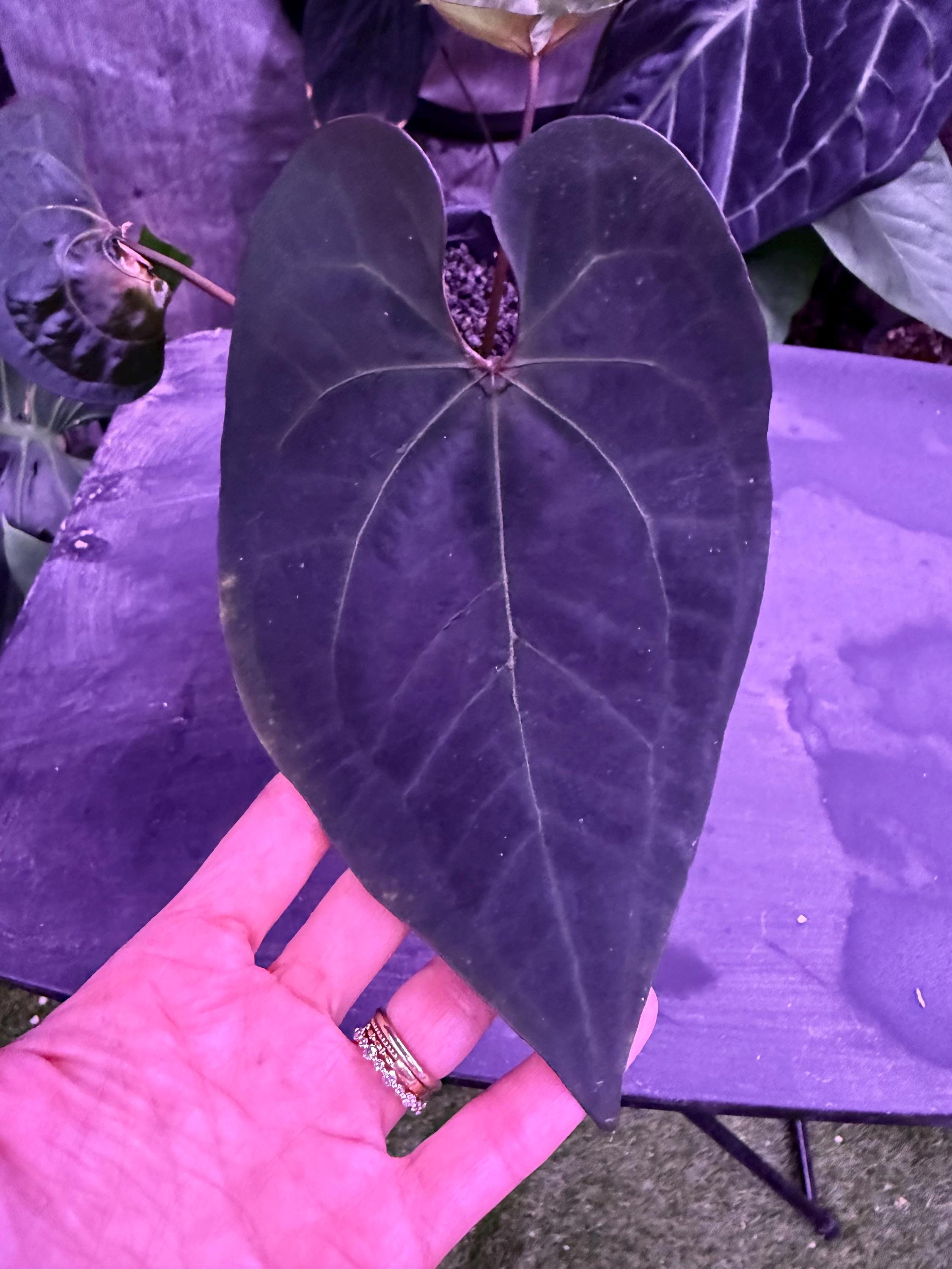Anthurium Ace of Spades Tezula - Etsy