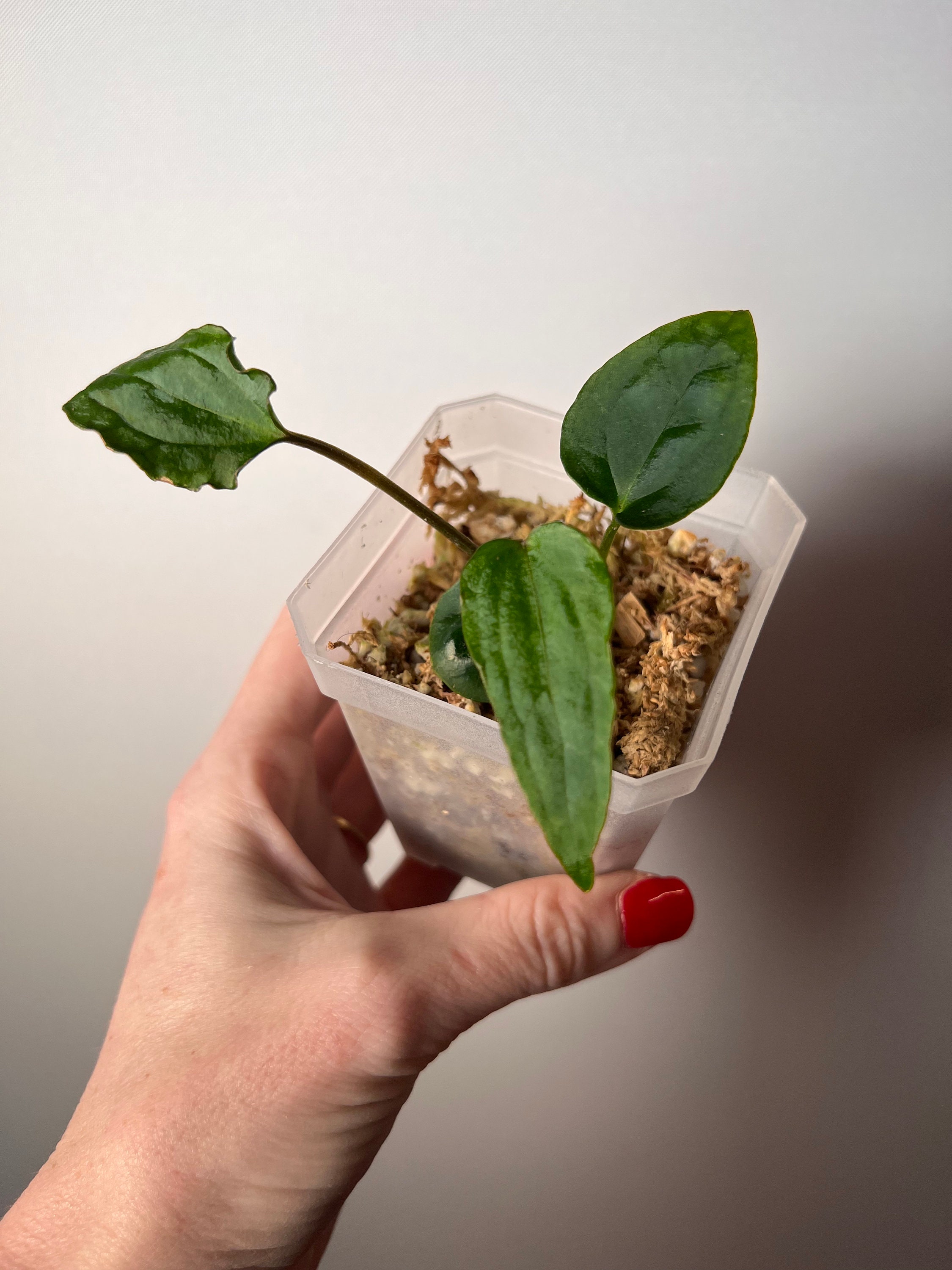 where to buy cinnamon plants Cinnamon Fern
