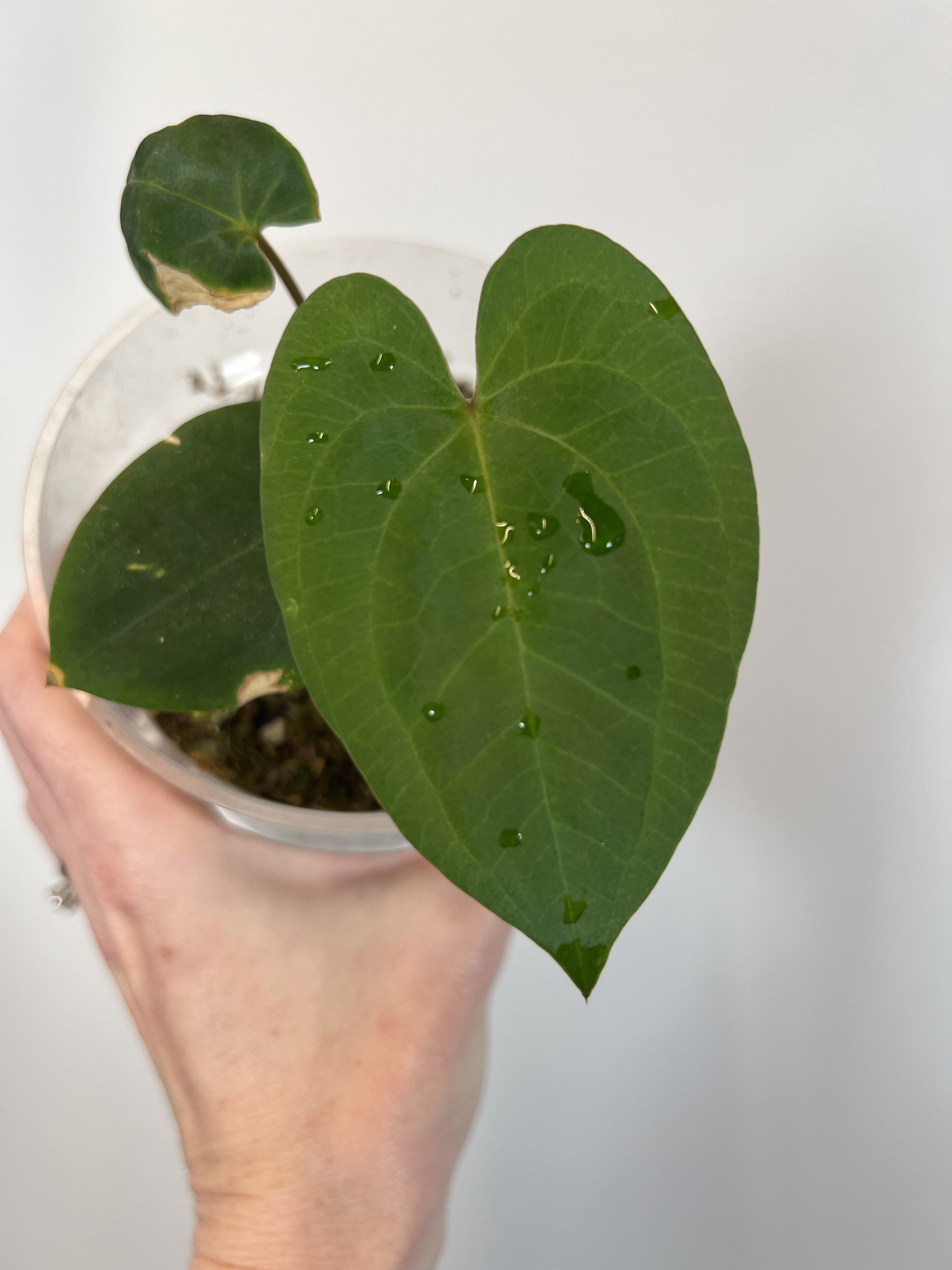 一番人気物 Anthurium Dark Phoenix X Self - Etsy その他観葉植物