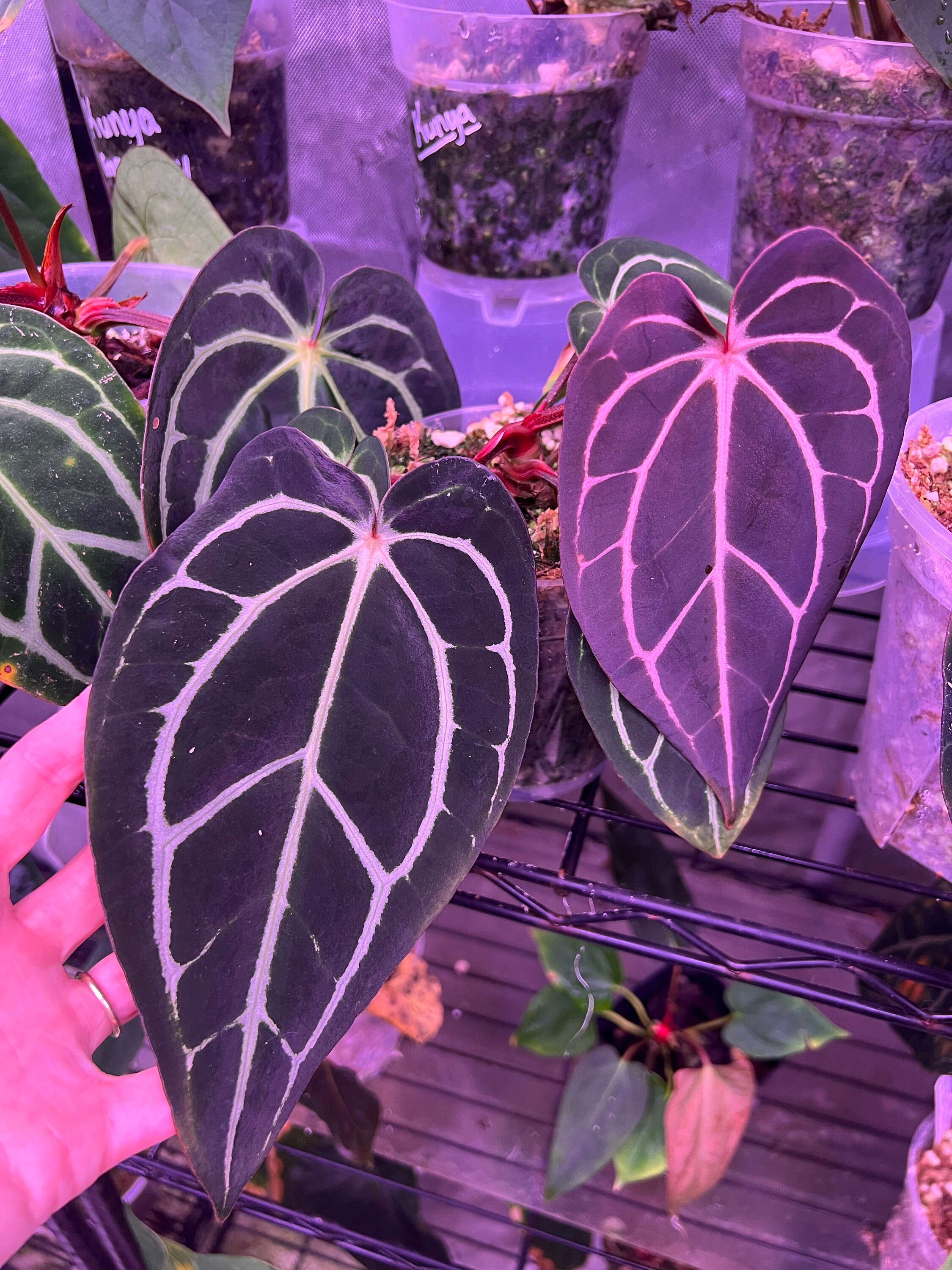Anthurium Carla RA 5x10 Seedling - Etsy