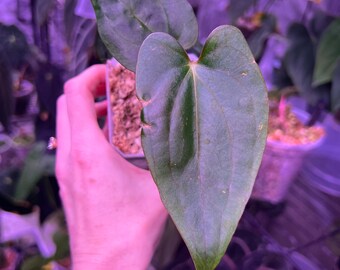 Anthurium Pap Carla x Tri Lobe Pap