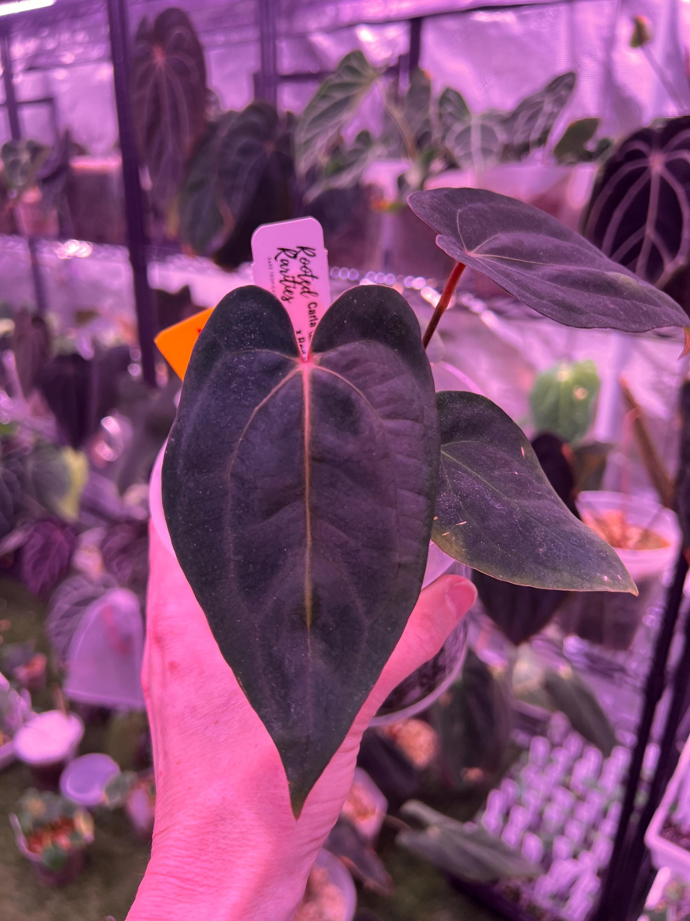 Anthurium Carla X Red Vein Dark Phoenix - Etsy