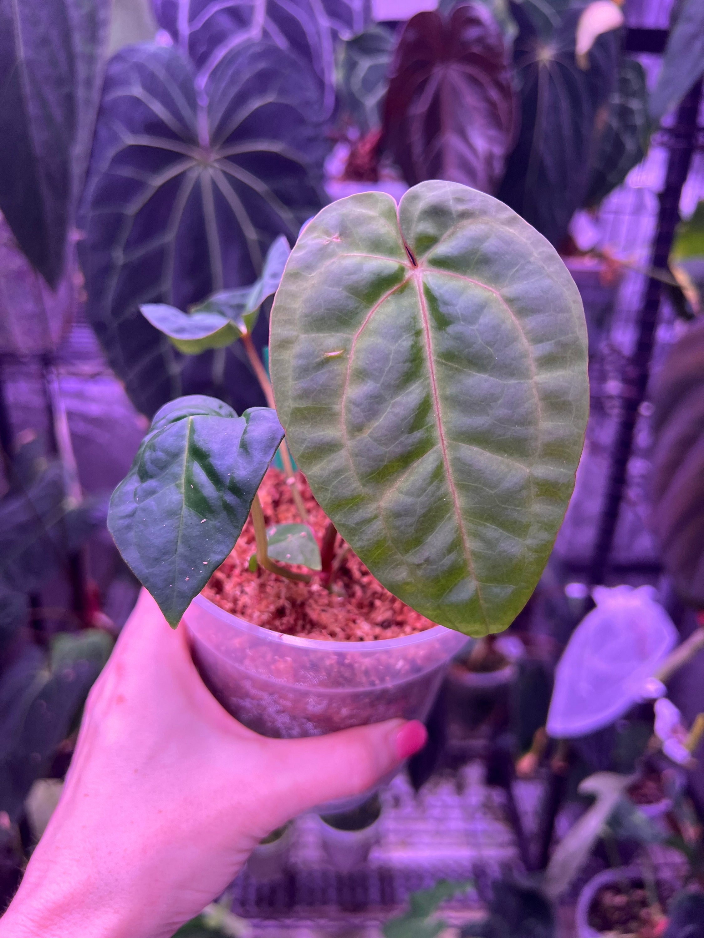 Anthurium papi sp (Papi X papi) | A plant by @AstroMind on Greg