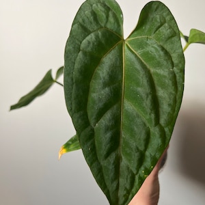Anthurium Dark Phoenix X Dressleri Carla Blackaie - Etsy