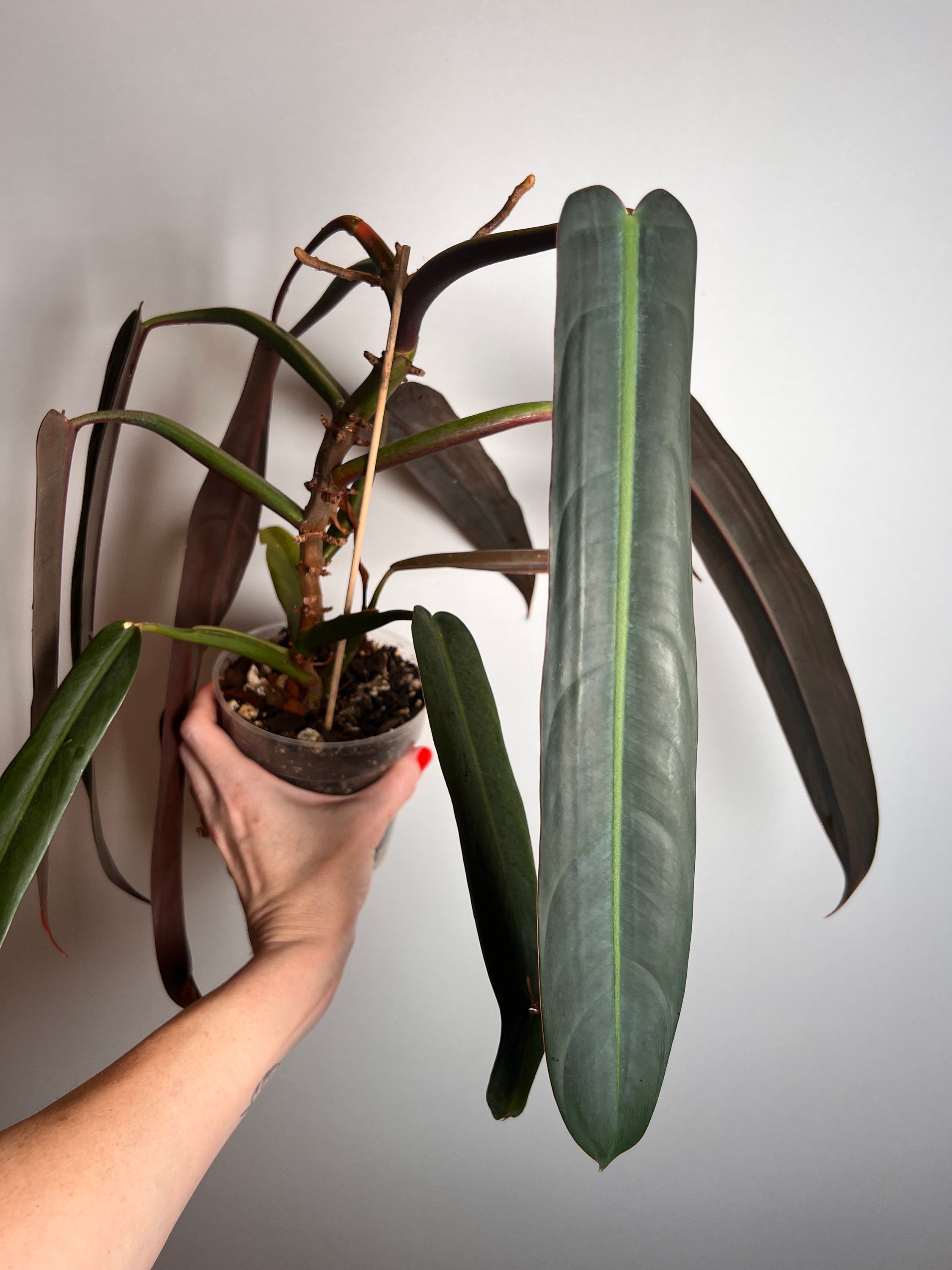 Philodendron Bicolor - Etsy