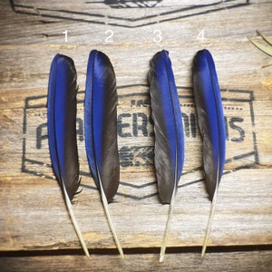 Rare Hyacinth Parrot Feathers - Ethical Parrot Feathers - Boho Feather Home Decor - Country Wedding Bouquet Feathers - Real Feathers