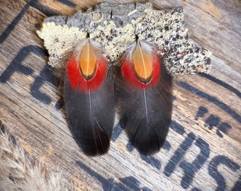 Lange Scharlachrote Ara Feder Ohrringe - Schwarze Kakadu Feder Ohrringe - Seltene Boho Feder Schmuck - Lebendige Hochzeit Feder Accessoires