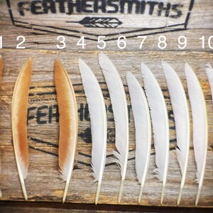 White and Tan Peacock Feathers - Boho Home Decorations - Feather Collection Decor - Ethical Australian Feathers -  Real Feather Accessories