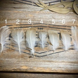 Australian Grey Lag Goose Feathers - Ethical Real Feathers - Country Wedding Feathers - Smudging Feathers - Boho Feather Home Decor