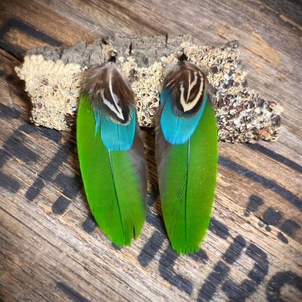 Australian Great Green Macaw Feather Earrings - Ethical Pheasant Feather Accessories - Country and Western Wedding Feather Jewellery