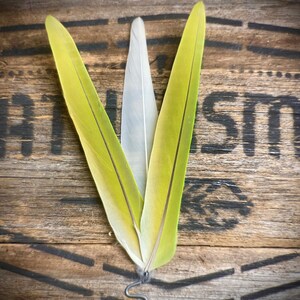 Alexandrine Parrot Hat Feather - Mens Wedding Feather Hat - Rare Boho Feather Accessory - Country Festival Hat Feather  - Ethical Feathers