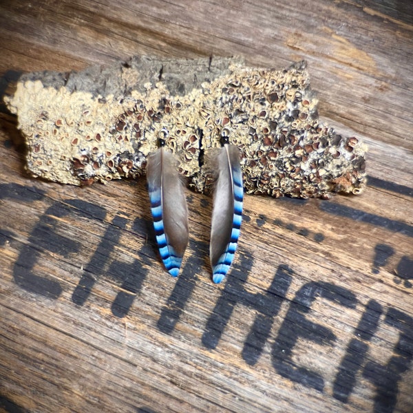 Blue Jay Feather Earrings - Long Blue and Black Feather Earrings - Boho Festive Feather Jewelry - Wedding Feather Accessory - Rare Feathers