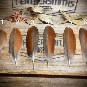 Ethical African Goose Feathers - Real Australian Feathers - Smudging Feathers - Boho Feather Home Decor - Country Wedding Decor Feathers