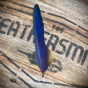Blue and Gold Macaw Hat Feather -  Ethical Australian Feathers - Boho Wedding Hat Feather Pin - Country and Western Hat Pin - Real Feathers