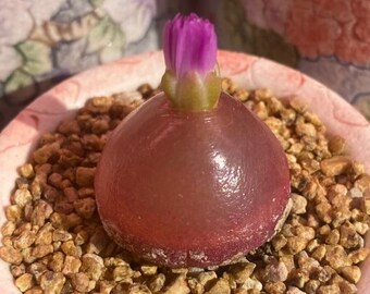 Rare Live Plant - Conophytum Burgeri / over 4 yrs / Large 1.8 - 2.2cm / RANDOMLY PICKED