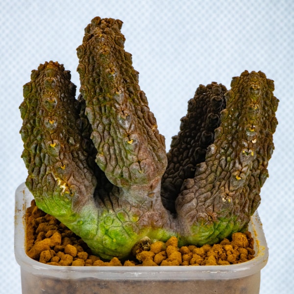 Rare Live Plant - Pseudolithos Mccoyi - Fresh lateral bud / over 4-5 yrs / 4.5-5.5cm / RANDOMLY PICKED