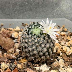 Rare Live Plant Mammillaria Sanchez Mejoradae / over 4-5 yrs / 1.7-2.2cm / RANDOMLY PICKED image 3