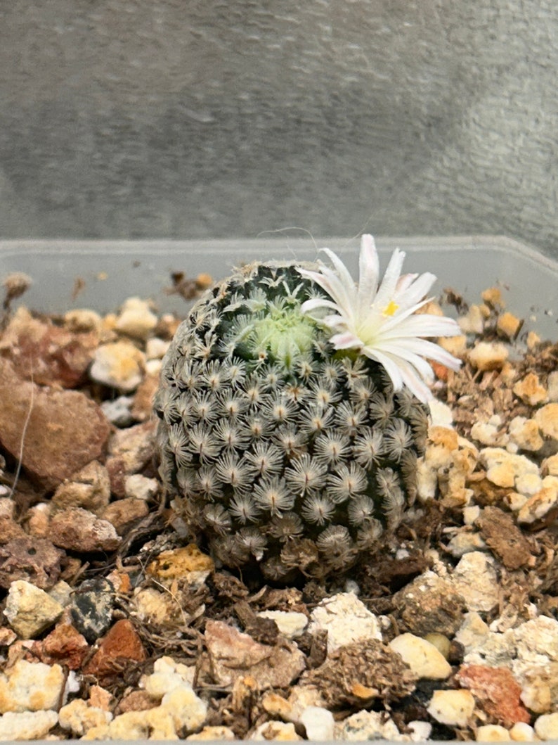 Rare Live Plant Mammillaria Sanchez Mejoradae / over 4-5 yrs / 1.7-2.2cm / RANDOMLY PICKED image 3