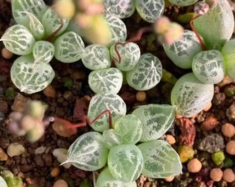 Real Plants, Bulbine Lolita - Etsy Real Plants, Bulbine Lolita - Etsy
