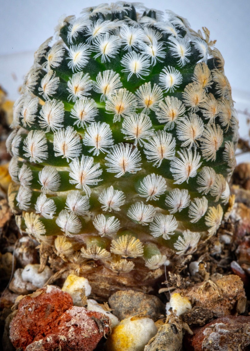 Rare Live Plant Mammillaria Sanchez Mejoradae / over 4-5 yrs / 1.7-2.2cm / RANDOMLY PICKED image 1