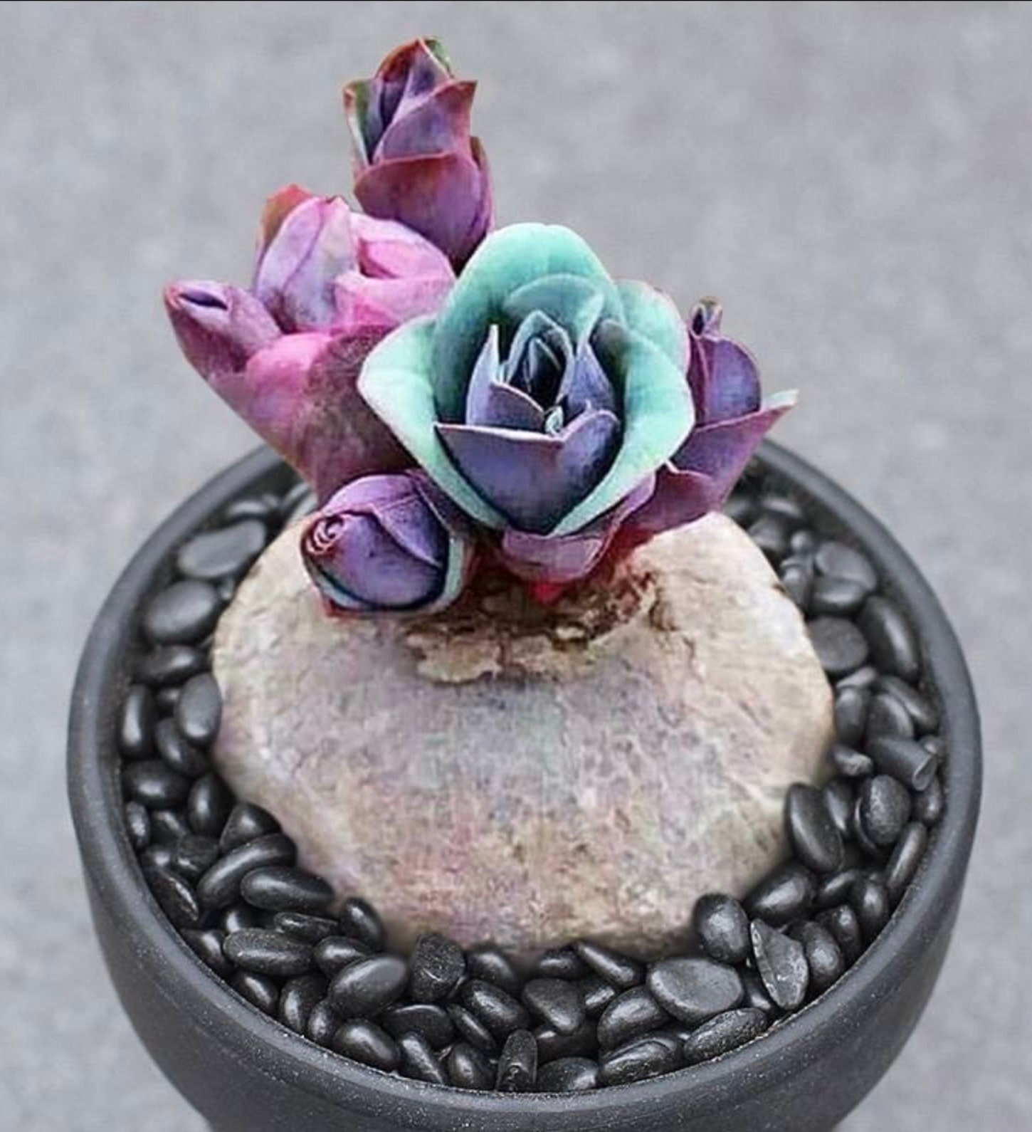 Rare Live Plant - Bulb - Euphorbia Rapulum - With Leaves / Tibetan