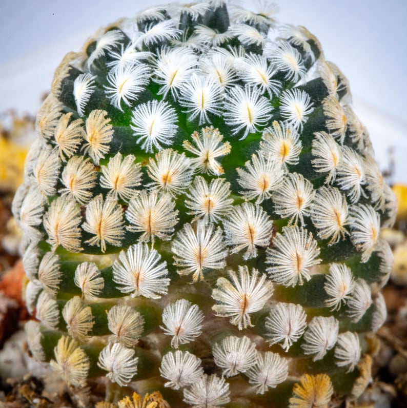 Rare Live Plant Mammillaria Sanchez Mejoradae / over 4-5 yrs / 1.7-2.2cm / RANDOMLY PICKED image 2