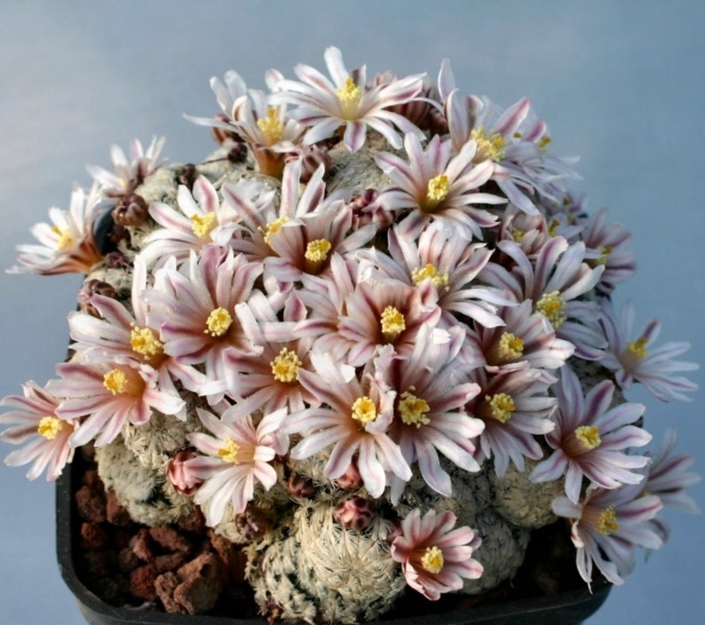 Rare Live Plant Mammillaria Sanchez Mejoradae / over 4-5 yrs / 1.7-2.2cm / RANDOMLY PICKED image 4