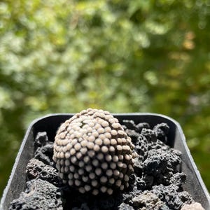Mammillaria Sanchez Mejoradae - Etsy