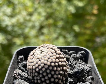 Rare Live Plant - Mammillaria Luethyi / over 2-3 yrs / 1.8-3cm /RANDOMLY  PICKED New Arrival! - Etsy.de