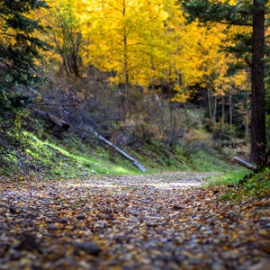 Fall colors adventure trail photography print - Cloudcroft, New Mexico - oak aspen trees forest
