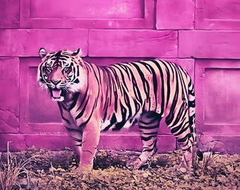 "Sumatran Tiger 2"