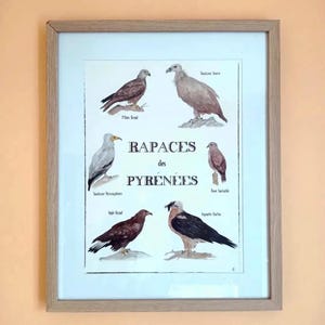 Birds of the Pyrenees Poster